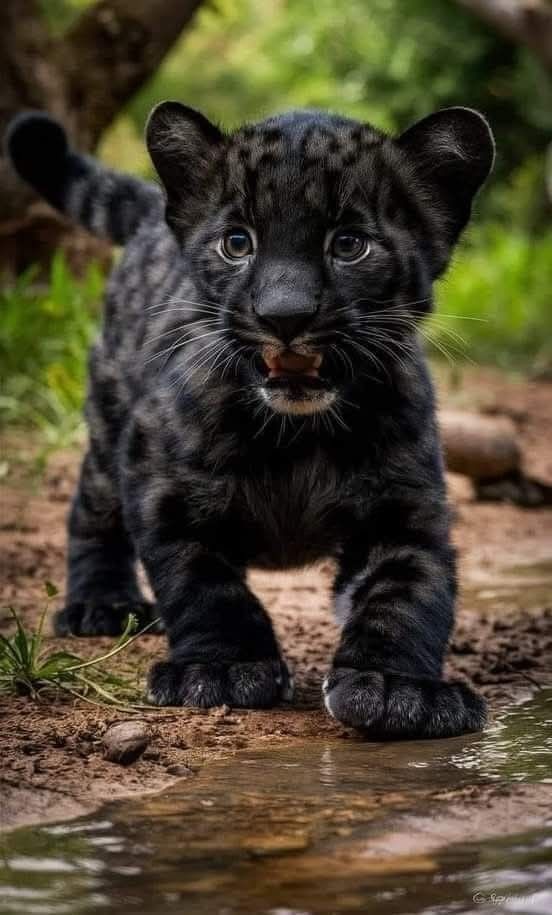 A tiny black cub steps forward with curious eyes, its soft paws touching the edge of a quiet stream.
In its innocence lies the spirit of a future hunter, wrapped in pure charm and wonder.