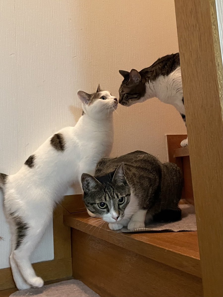 うわてん.。@本気@限限 tweet media