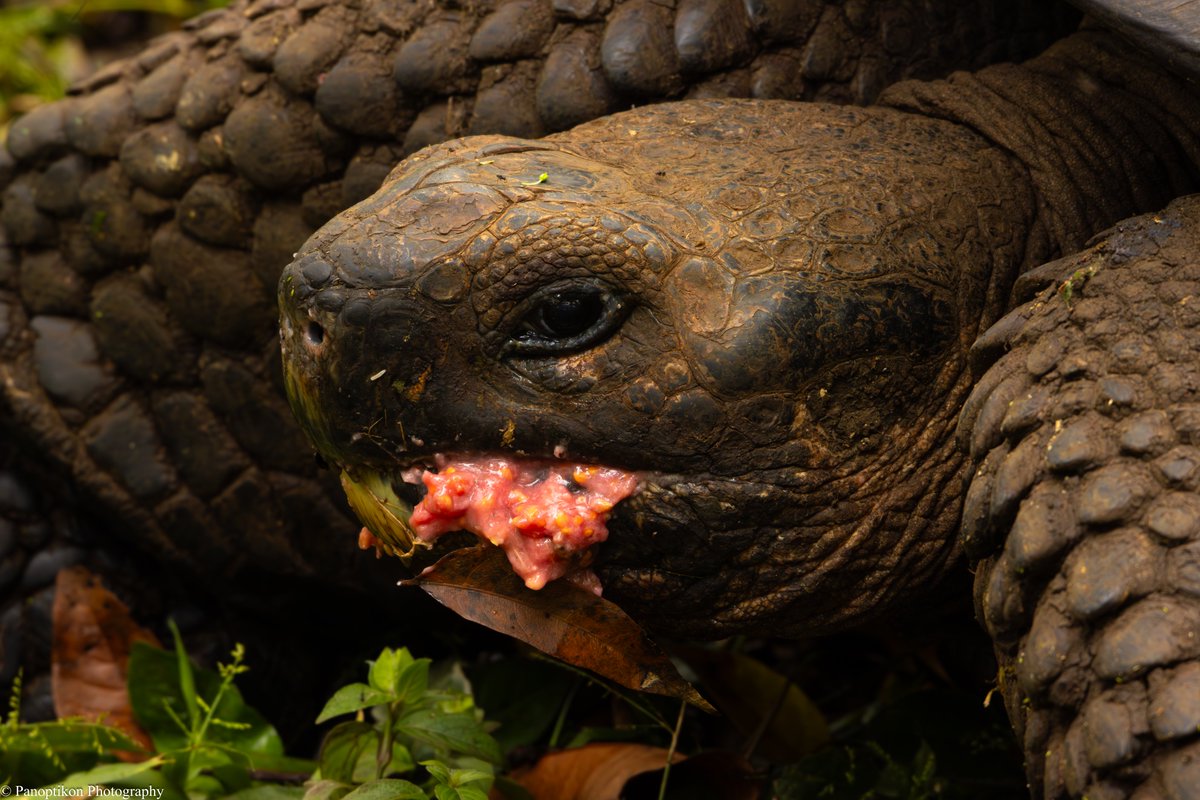 Panoptikon Photography tweet media