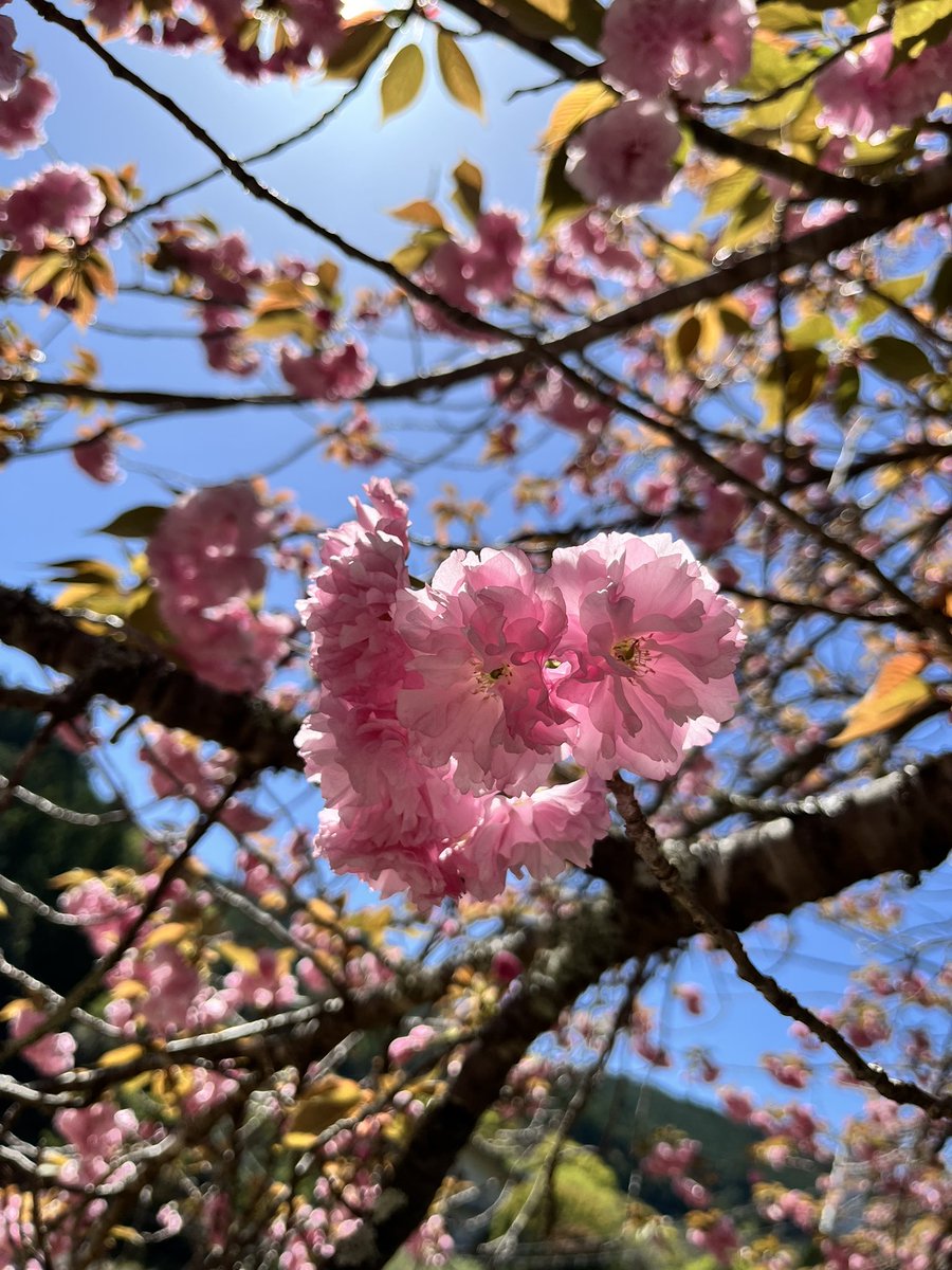 わたらせ温泉♨️【公式】 tweet media