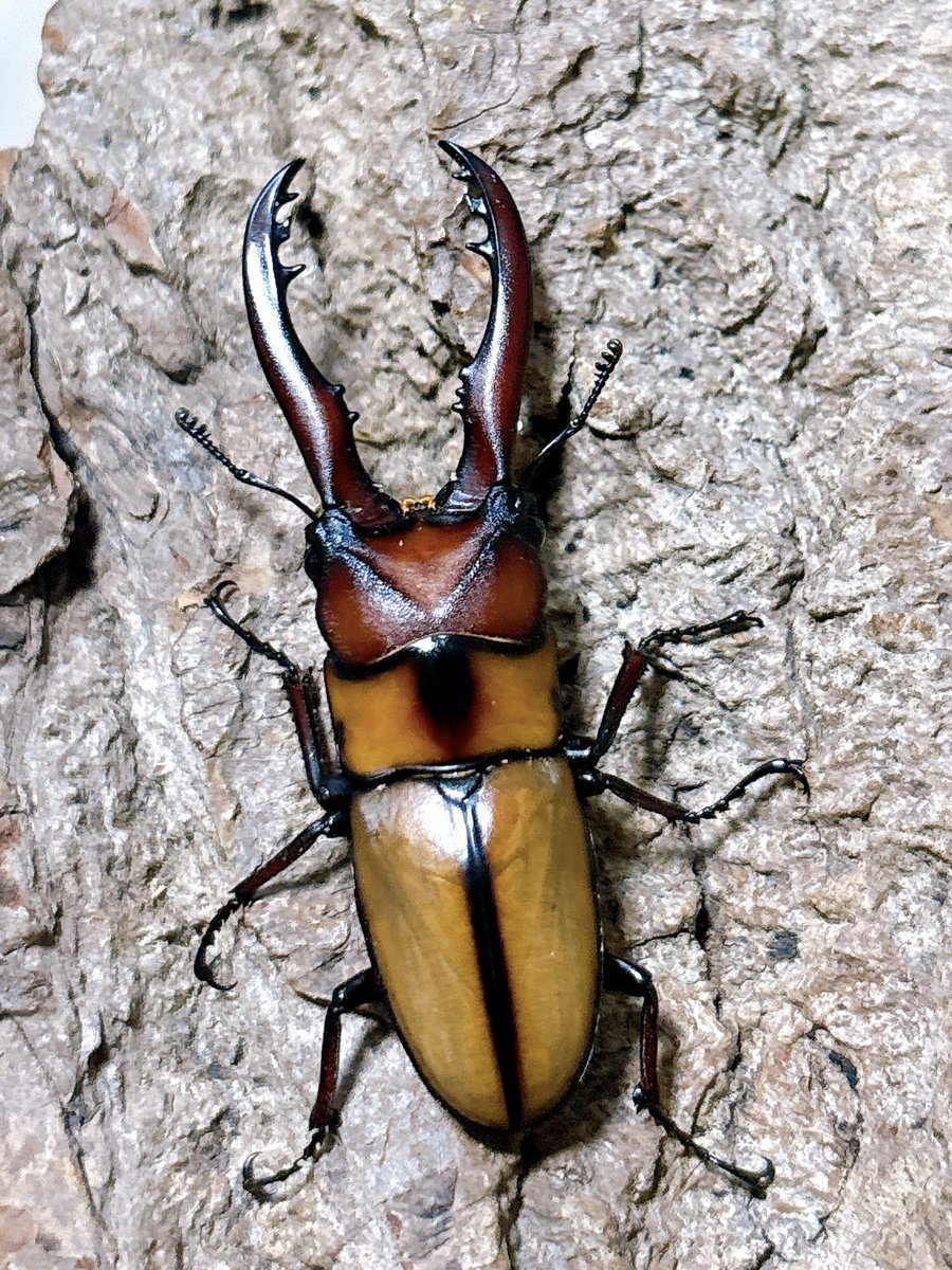 Crazy Scissors tweet media