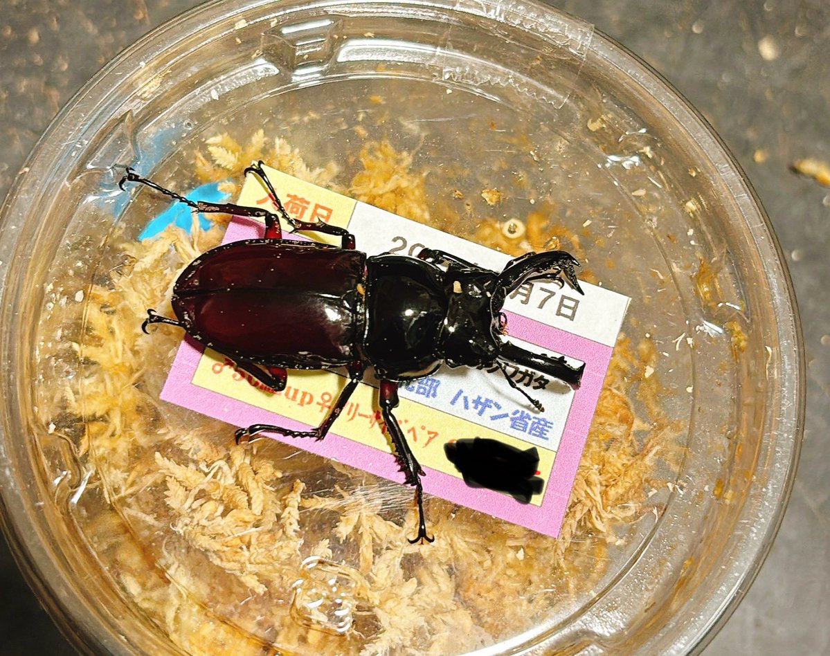 Crazy Scissors tweet media