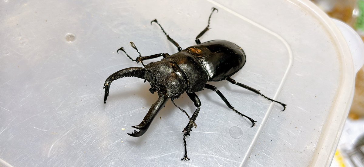 Crazy Scissors tweet media