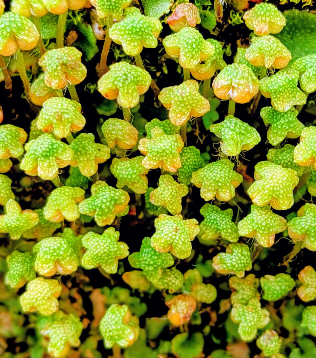 りかりか tweet media