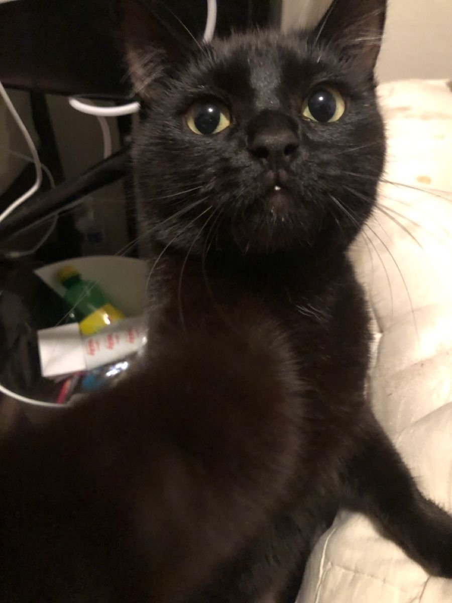 Black cats are not bad luck tweet media