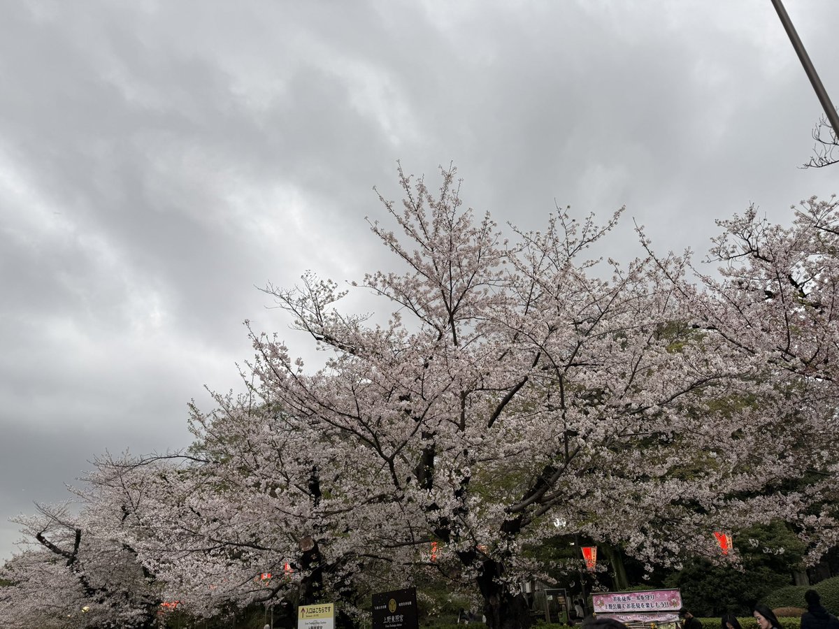 eracchi1005's tweet photo. あっという間に、桜が懐かしくなりましたね🌸 https://t.co/eJUTKnYKZ9