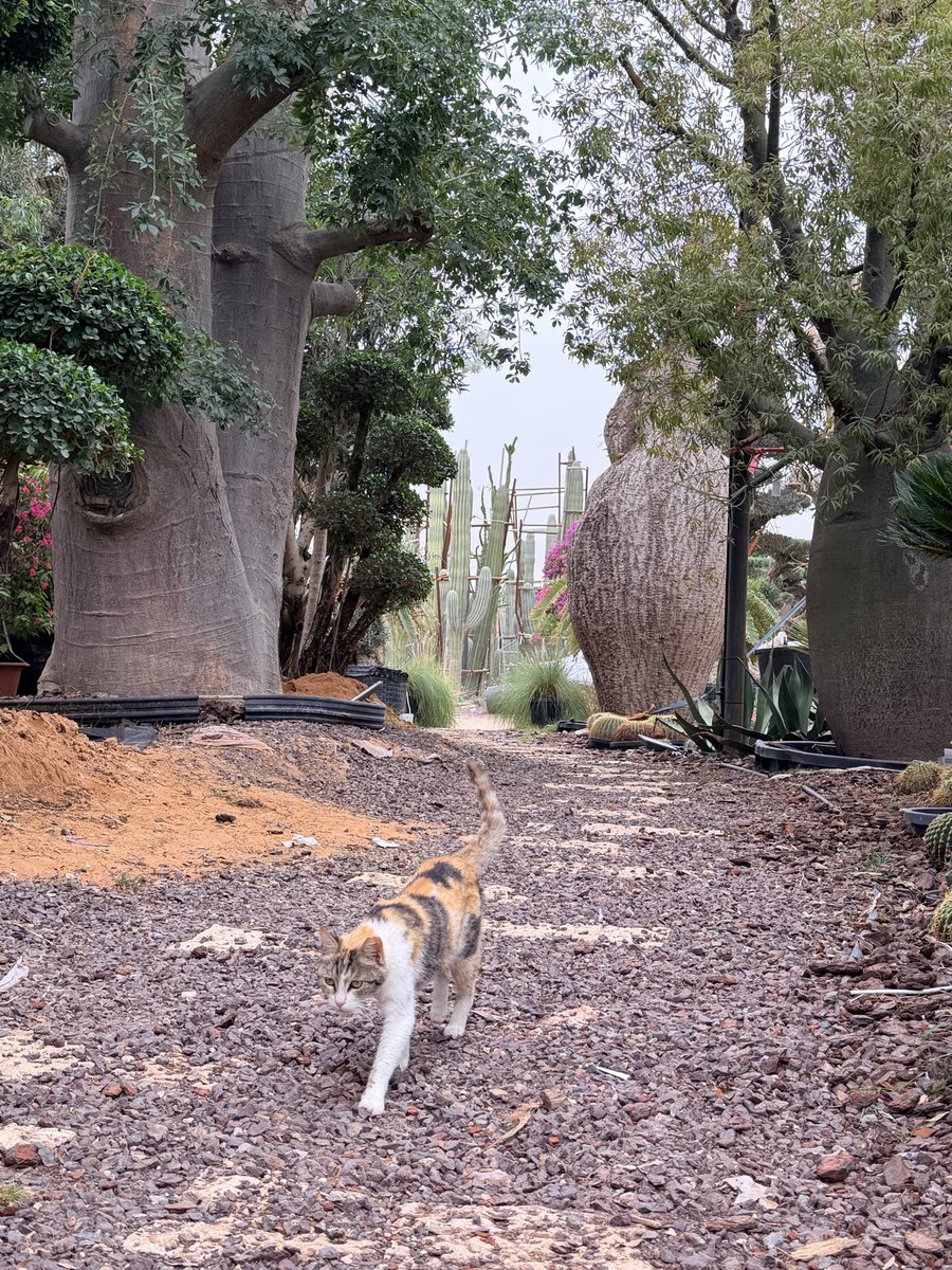 محمد المرزوقي tweet media