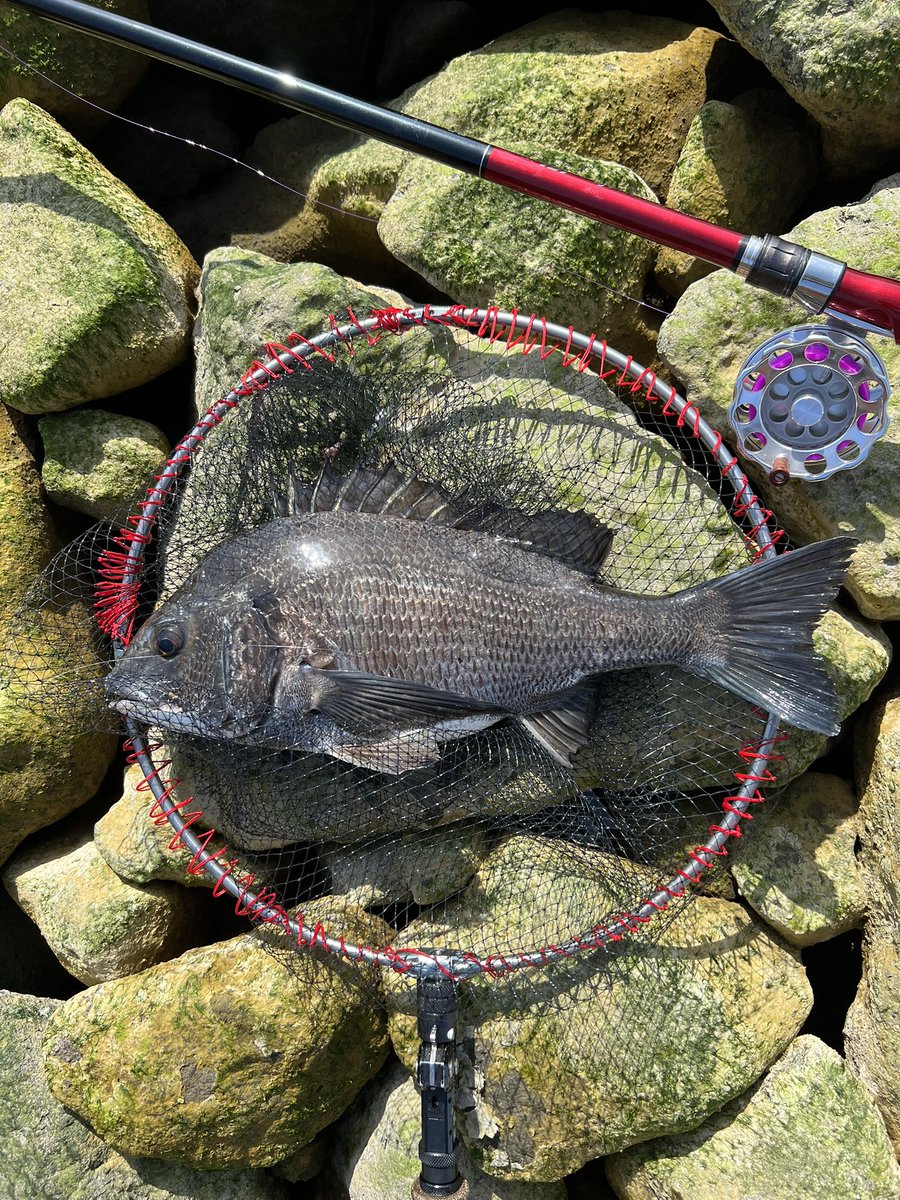 日カモ tweet media