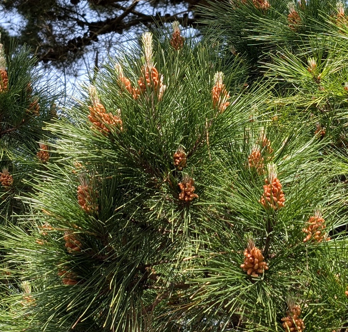 Lewes Urban Arboretum, (Friends of Lewes: Trees) tweet media