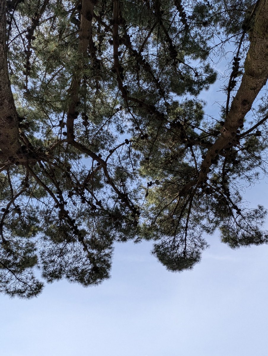 Lewes Urban Arboretum, (Friends of Lewes: Trees) tweet media