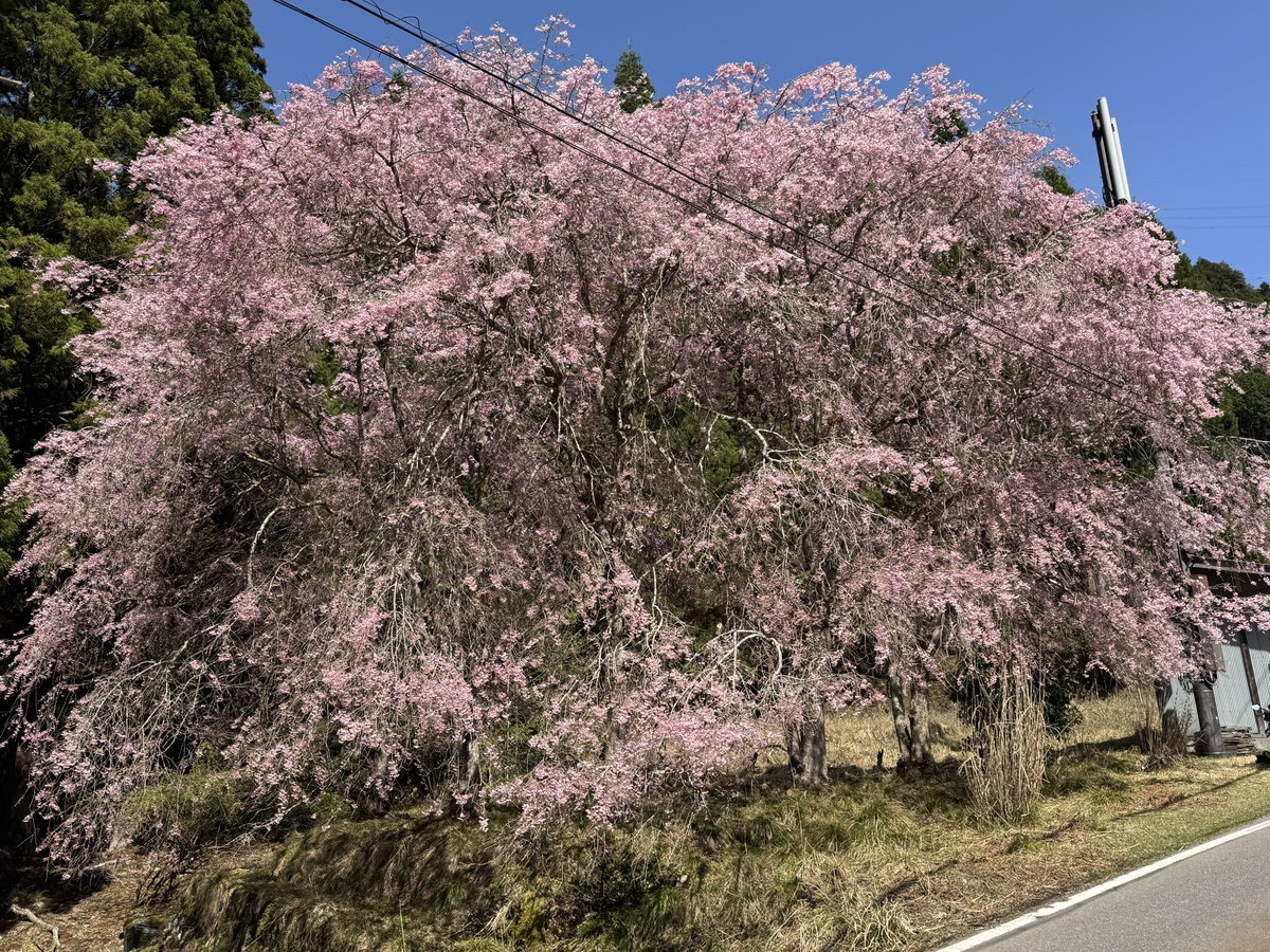 忘却のぼりさん😎ただいま長期休憩中😴😴😴 tweet media