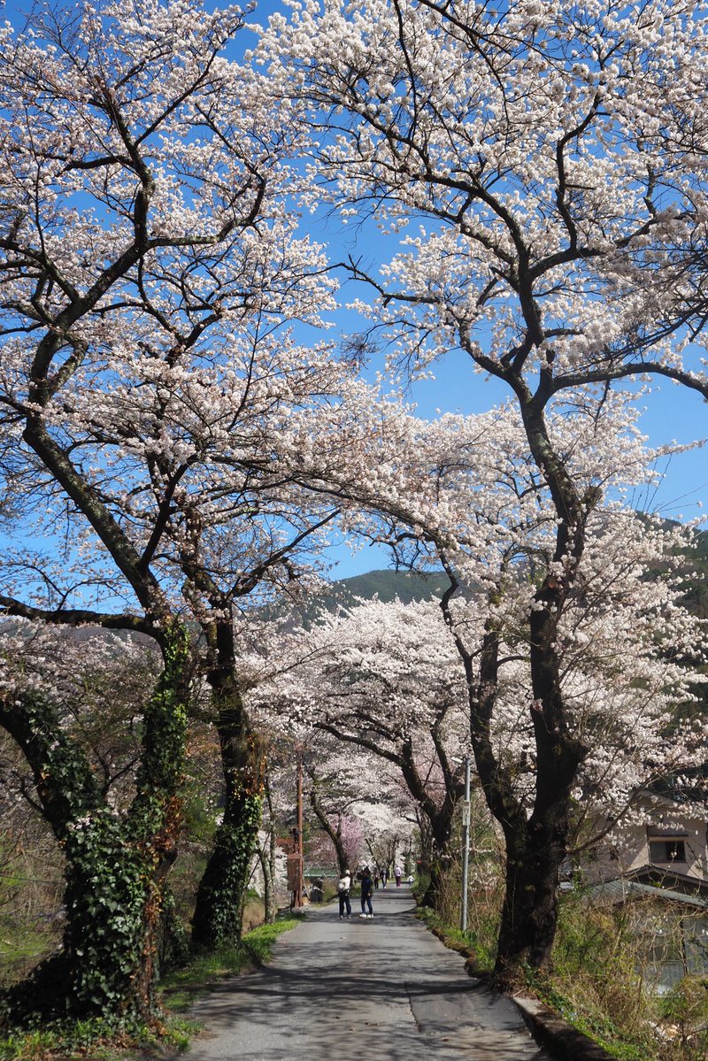 KT/けーてぃー tweet media