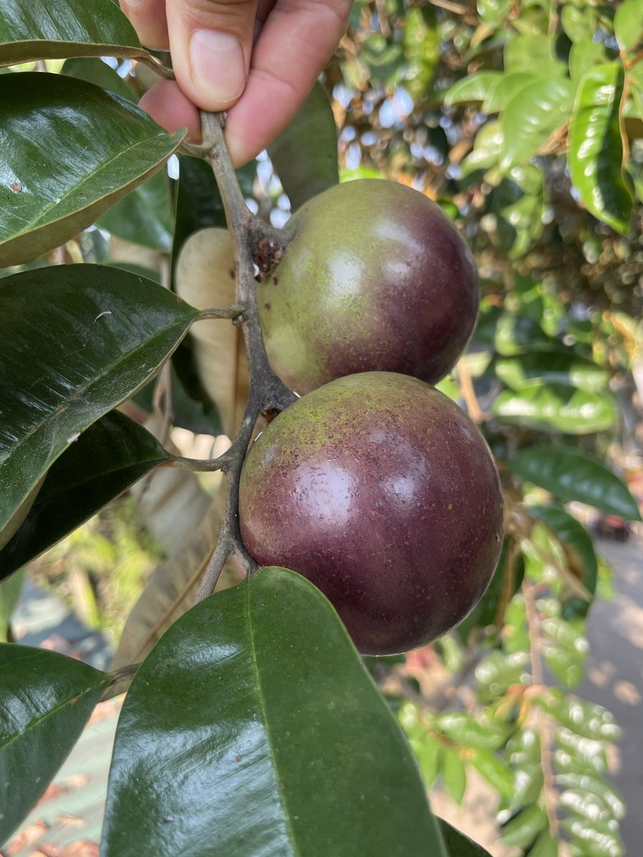 Hà Huy Hậu | Hado tweet media