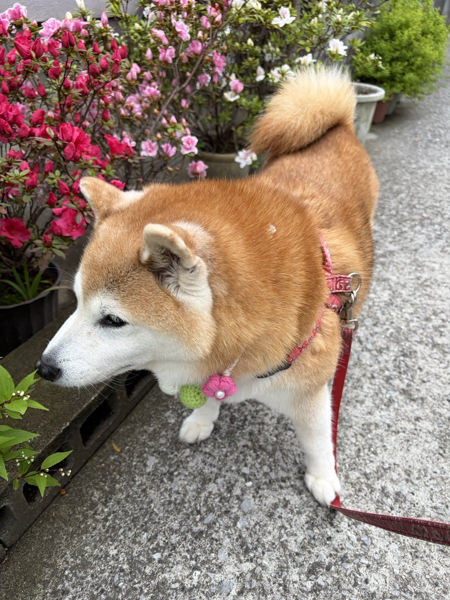 祥&柴犬のまるちゃん tweet media