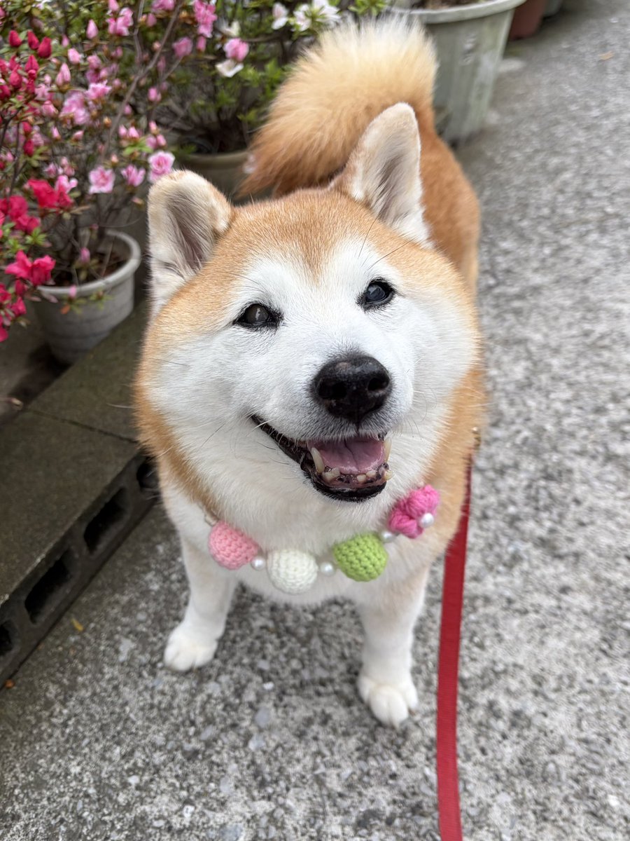祥&柴犬のまるちゃん tweet media