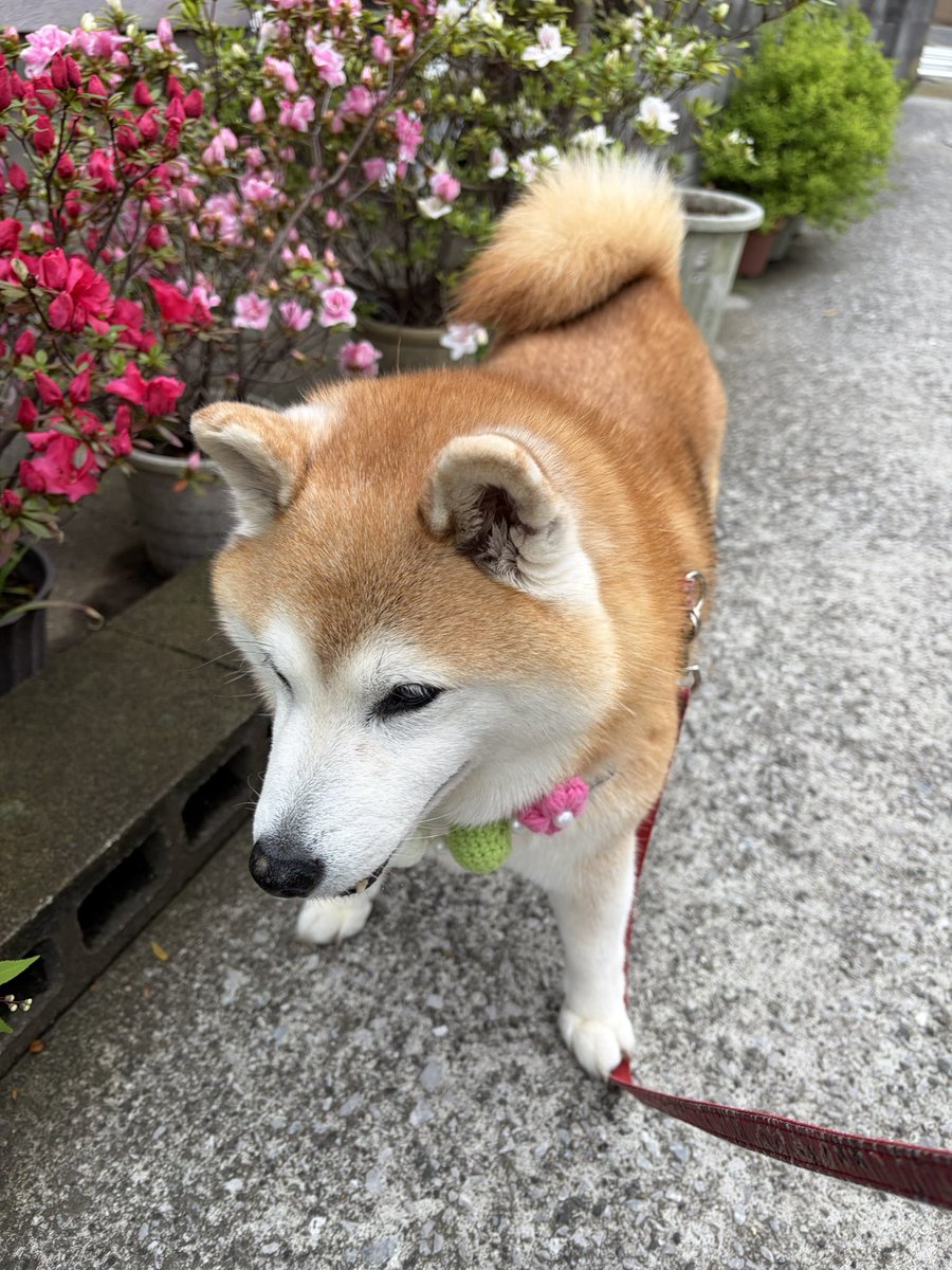 祥&柴犬のまるちゃん tweet media
