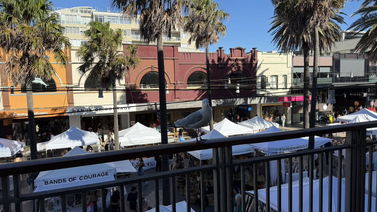 wapple15's tweet photo. Having a beer with @kmr036 @Steveontour1 and the lovely Miss T at, ironically, the New #Brighton Hotel in Manly NSW & who should turn up but definitely not-the @UsualSeagull Saturday #BeerView #BeerOclock ๐ป https://t.co/sHpSc0FSNF