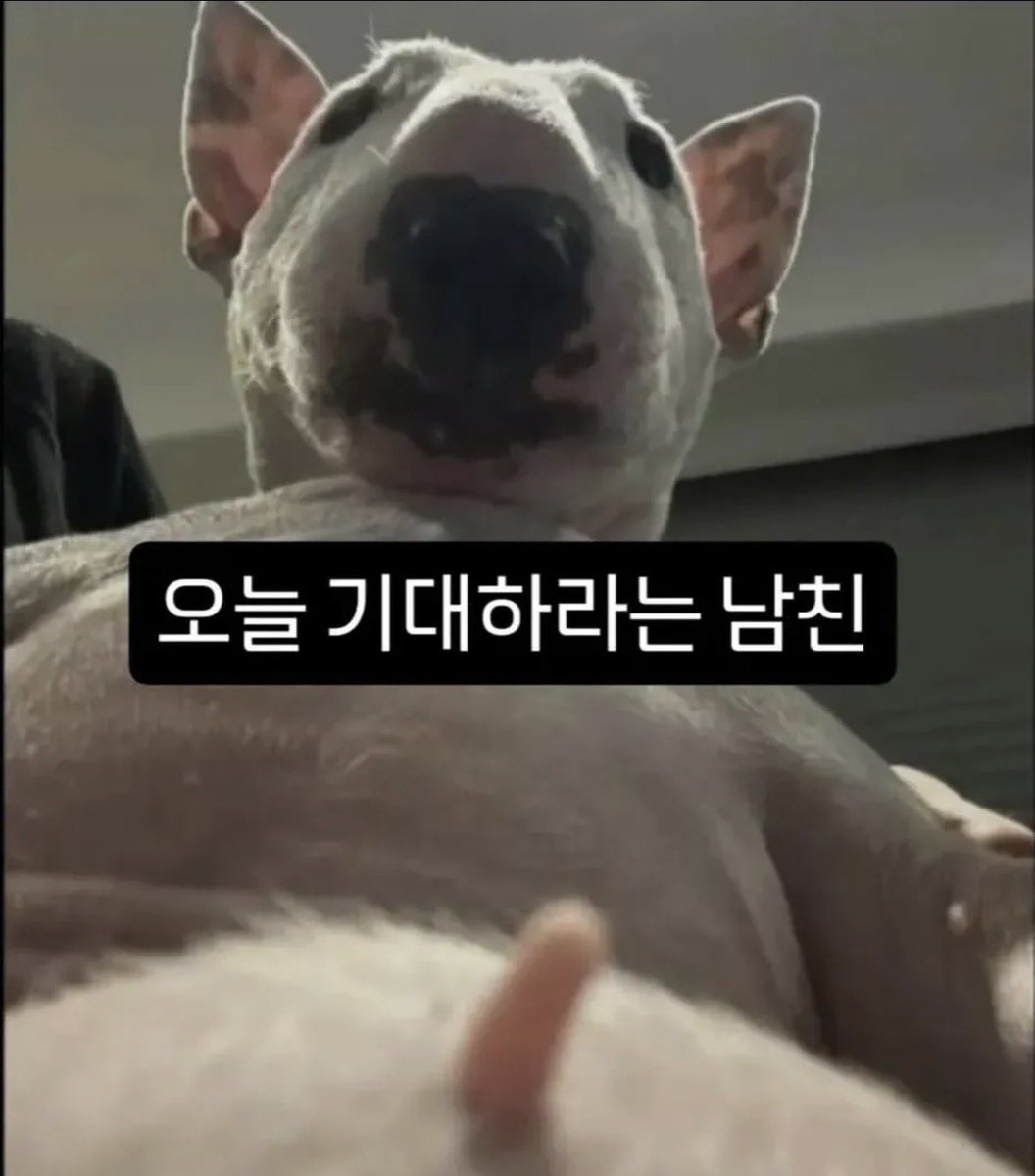 BoilerIee tweet media