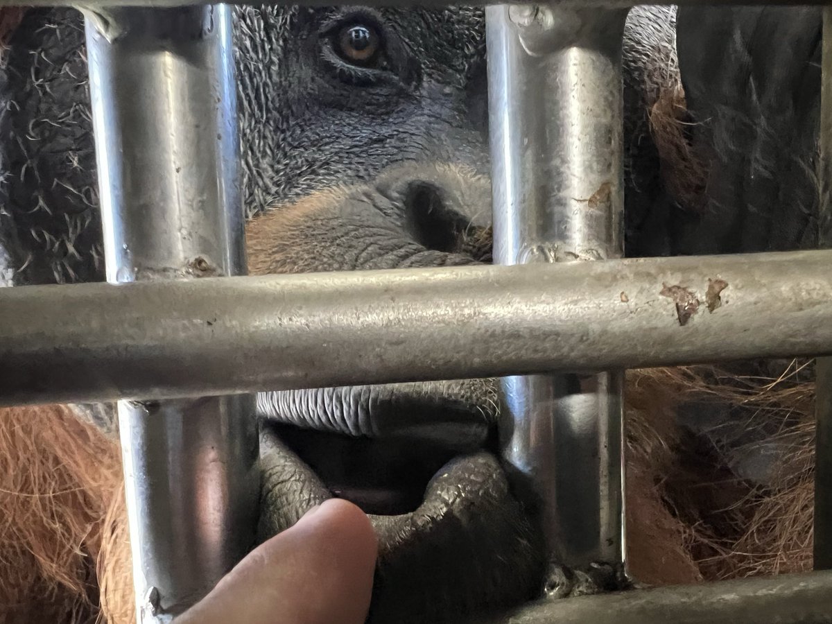 浜松市動物園【公式】 tweet media