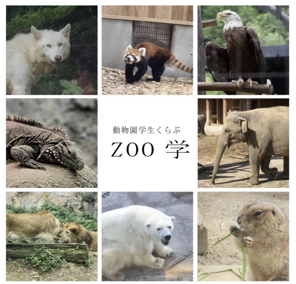 岐阜大学 動物園学生くらぶ (@Gf_Zoogk) / Posts / X