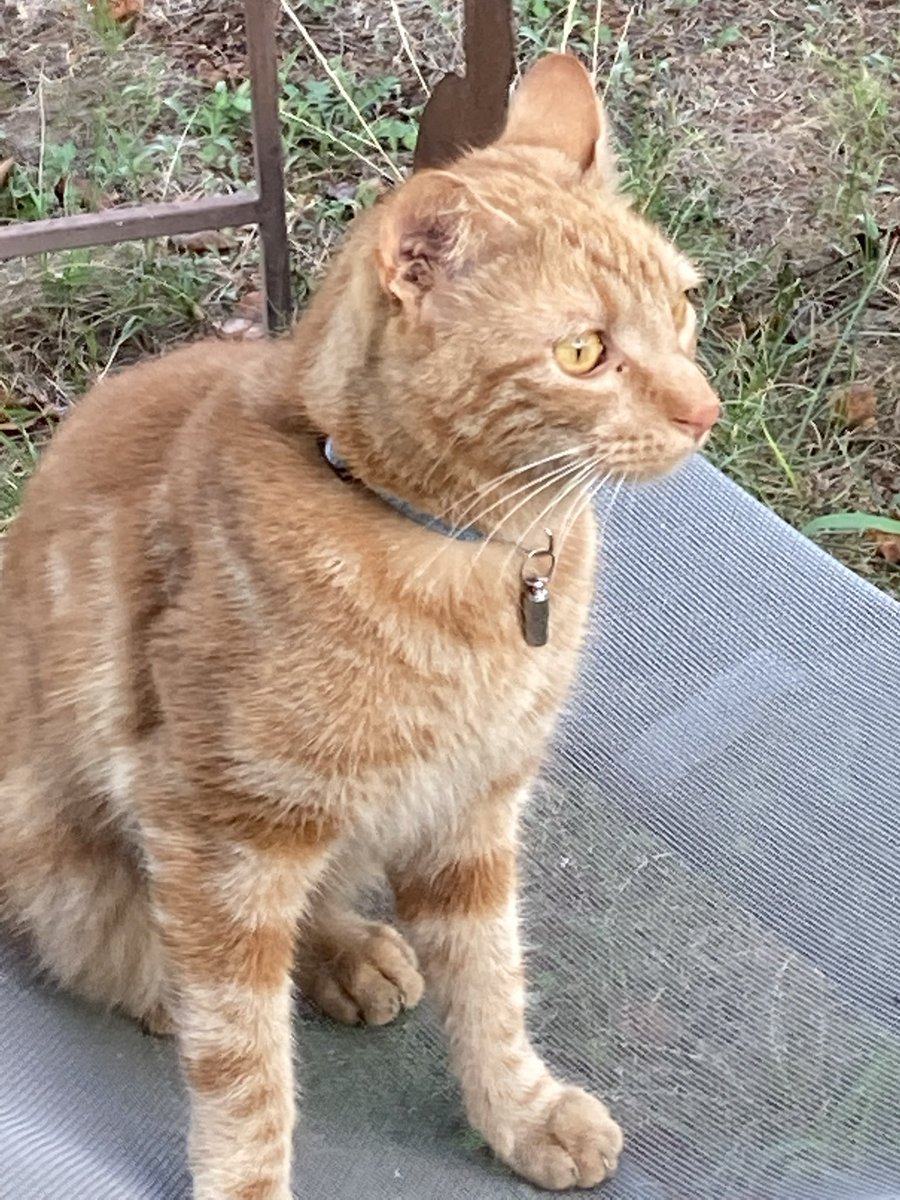 De passage ou pour un certain temps tous ont leur place au jardin.
Bon samedi à tous 😊🕊️