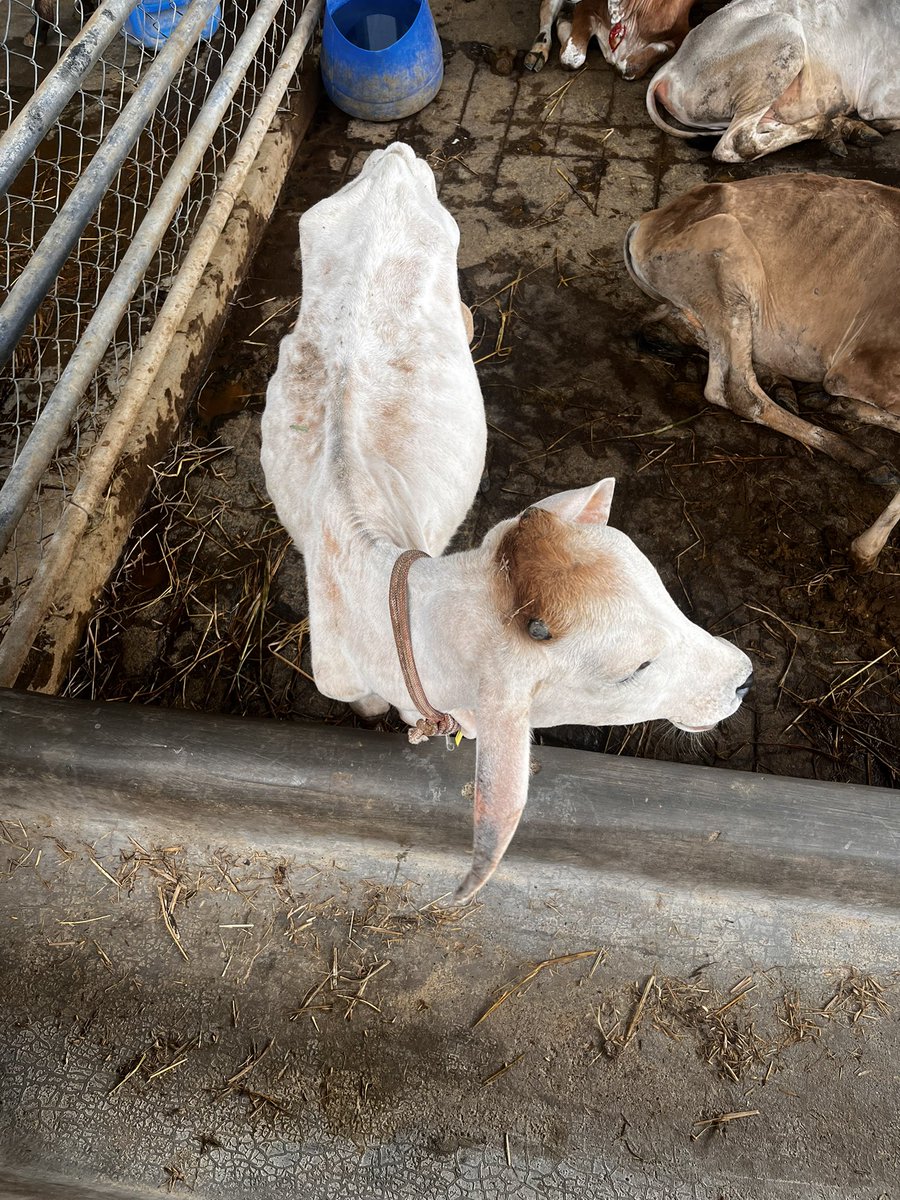 CHiCory Life tweet media