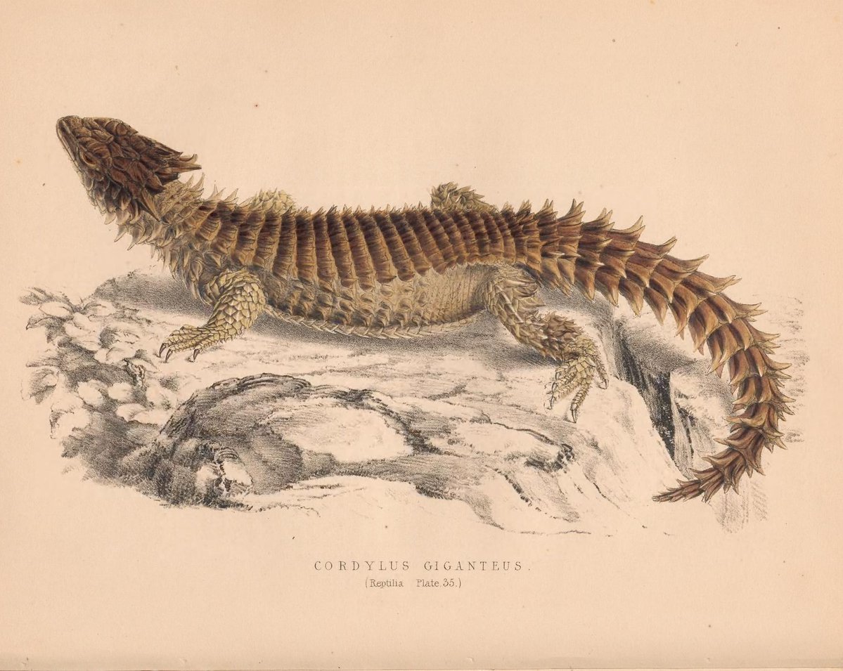CRCiencia's tweet image. ILUSTRACIENCIA
Varanus albogularis / Cordylus giganteus
📚 Illustrations of the zoology of South Africa Reptilia, London,  Smith, Elder and Co., 1849
#Reptiles #IlustraCiencia