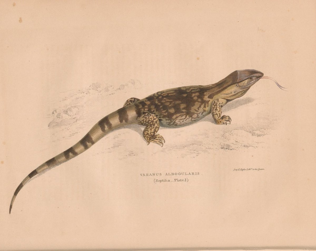 CRCiencia's tweet image. ILUSTRACIENCIA
Varanus albogularis / Cordylus giganteus
📚 Illustrations of the zoology of South Africa Reptilia, London,  Smith, Elder and Co., 1849
#Reptiles #IlustraCiencia
