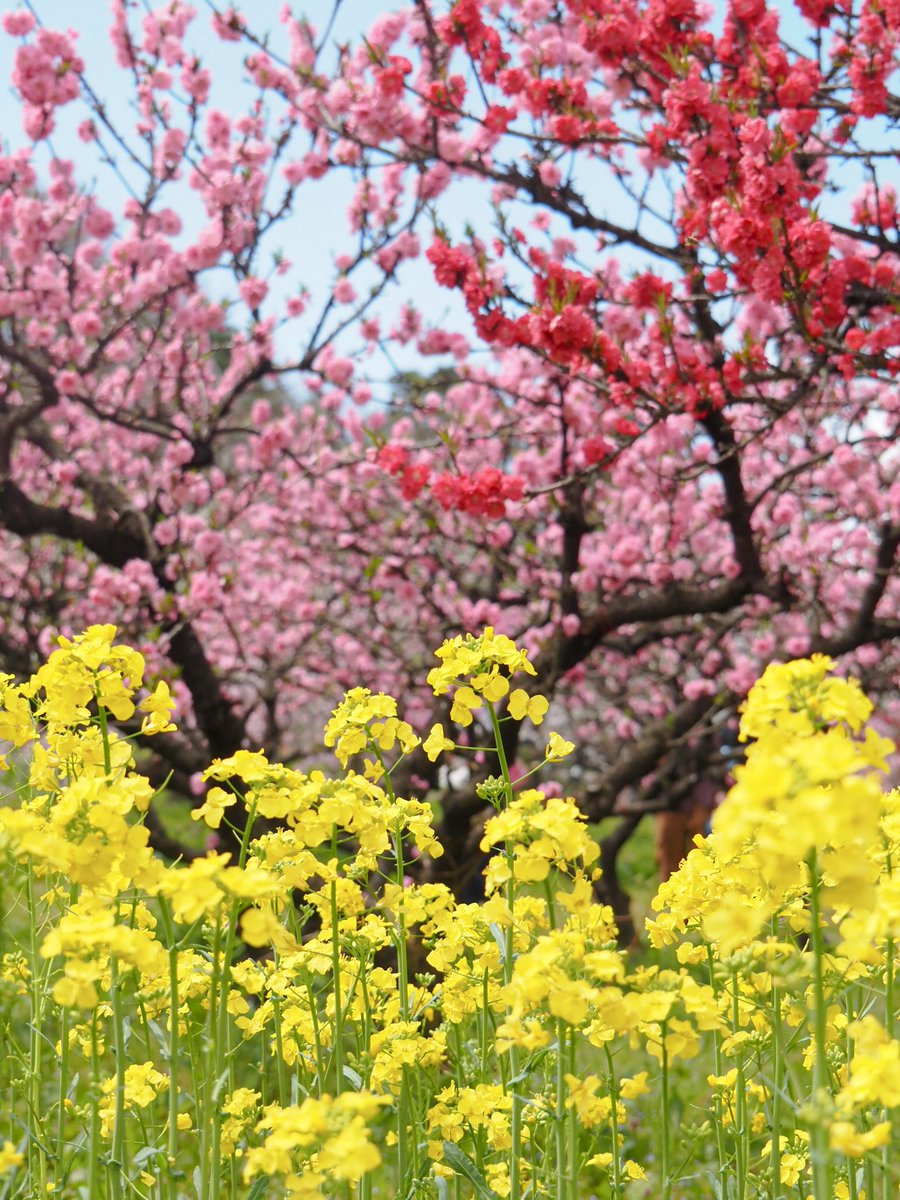 🤍Ako*°🤍 tweet media