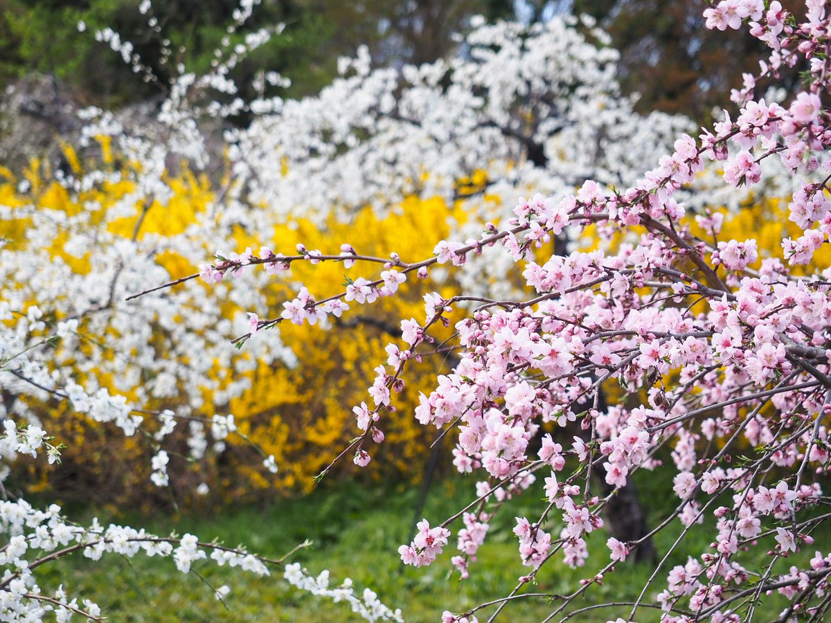 🤍Ako*°🤍 tweet media