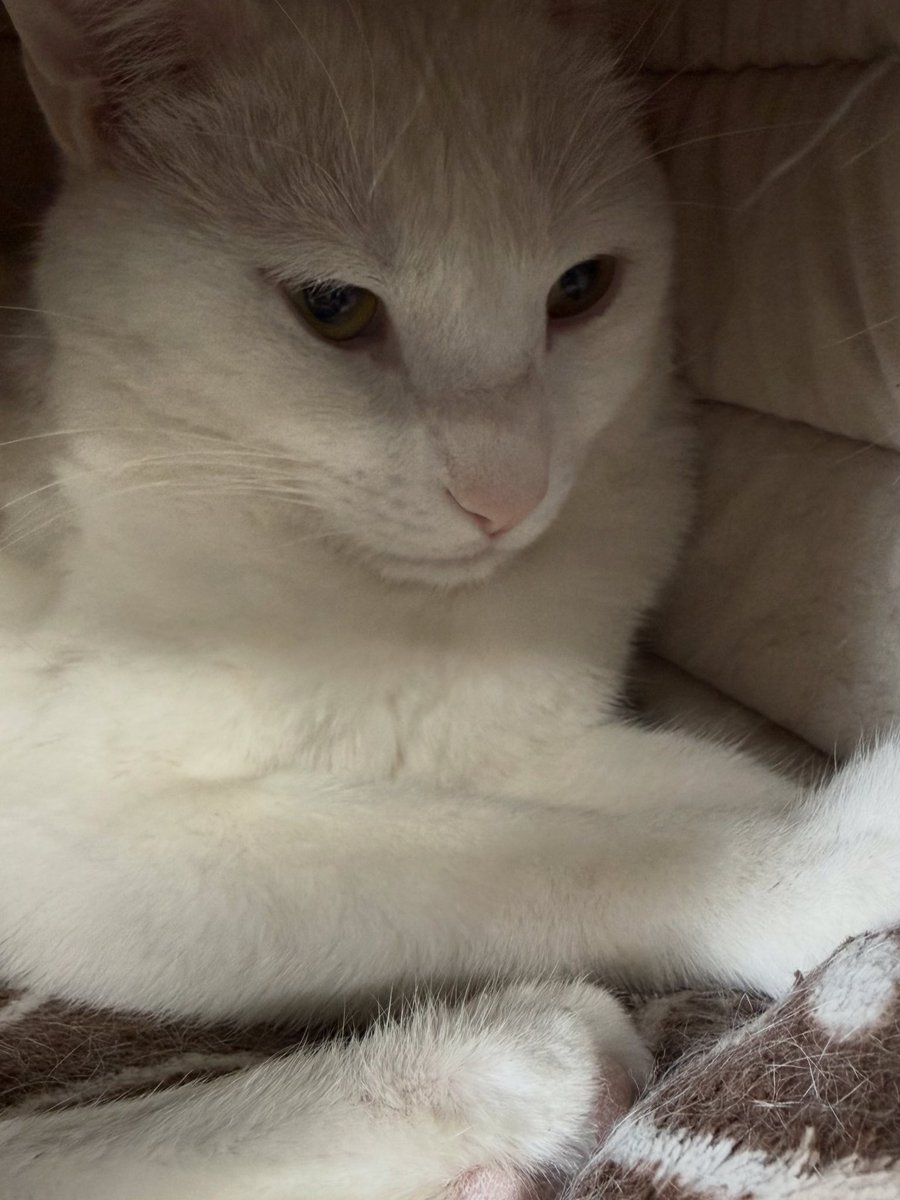 SAFEteamrescue's tweet image. Sweet dreams from adoptable kitty, Charlie!  Charlie is all cozied up in his cubby and ready for bed!  This sweetie is super snuggly and he is going to be such a lovely forever family member.  He is 2.5 years old and he is looking to be the one and only kitty in his forever home.