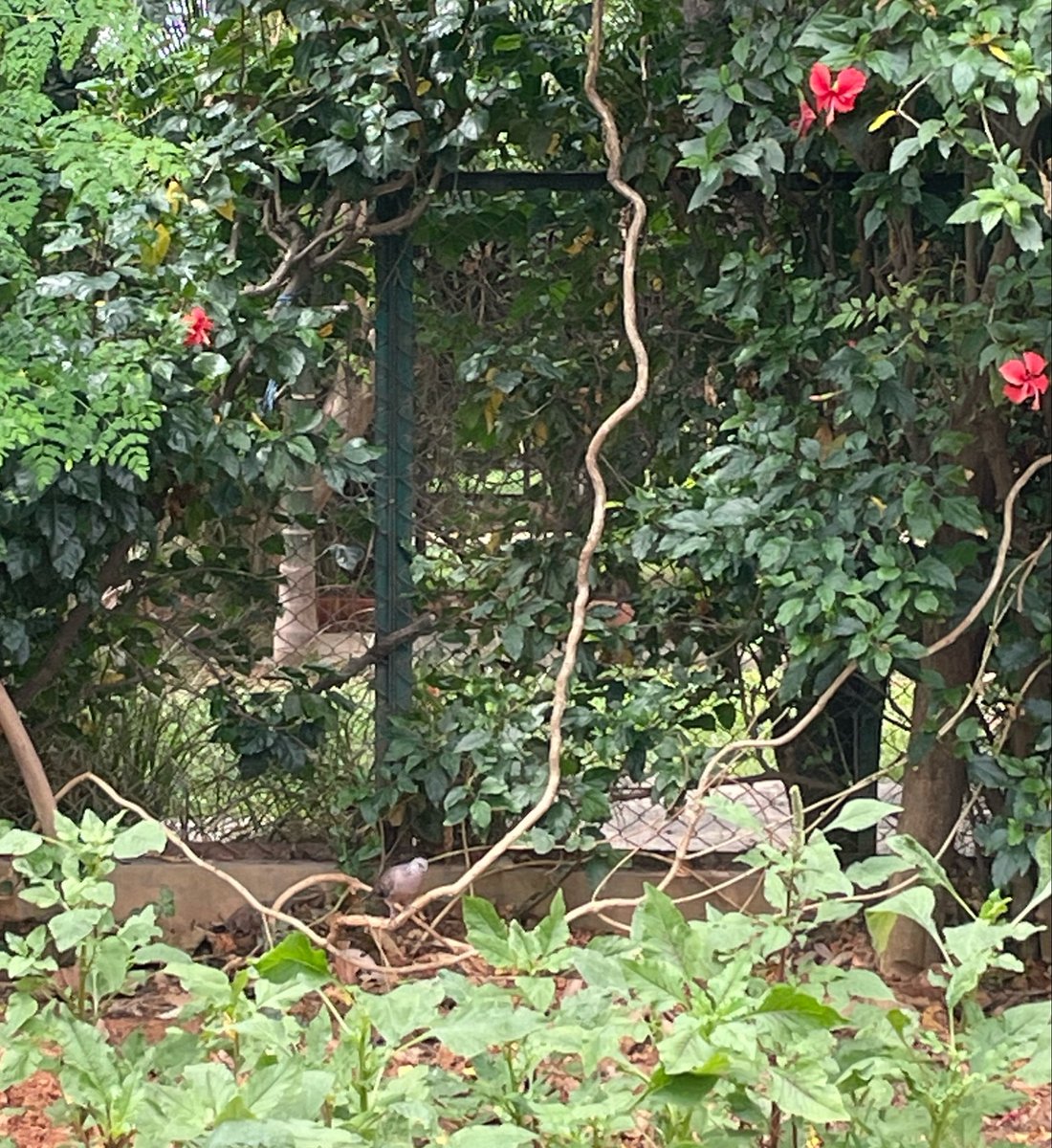 Gxs1967's tweet photo. Dove on a swing! https://t.co/pLmlVVfFYK