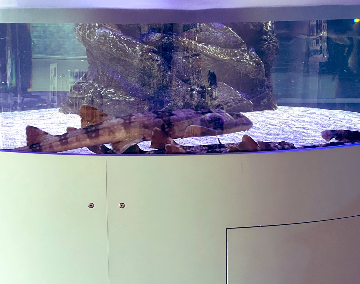 イラスト雑貨「なぎこあら」 tweet media