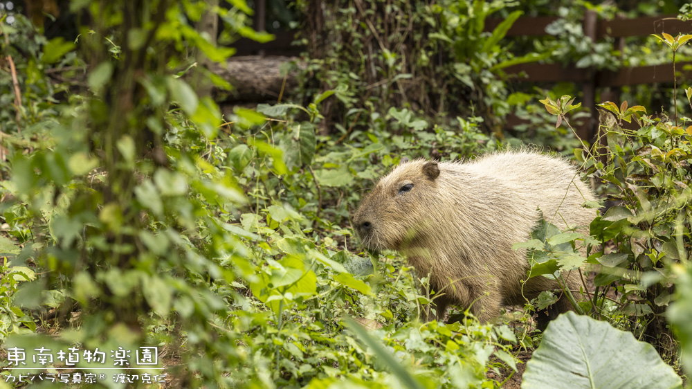 おはようこざいます。

#カピバラ #capybara #水豚 #おはよう