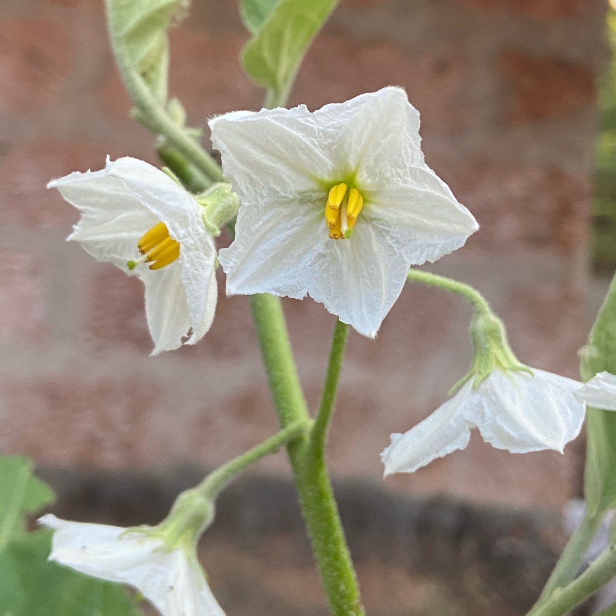 NimishamMoment's tweet image. White blooms, pure vibes 🤍

Drop your white flower photo in the comments 👇

#White #Flowers