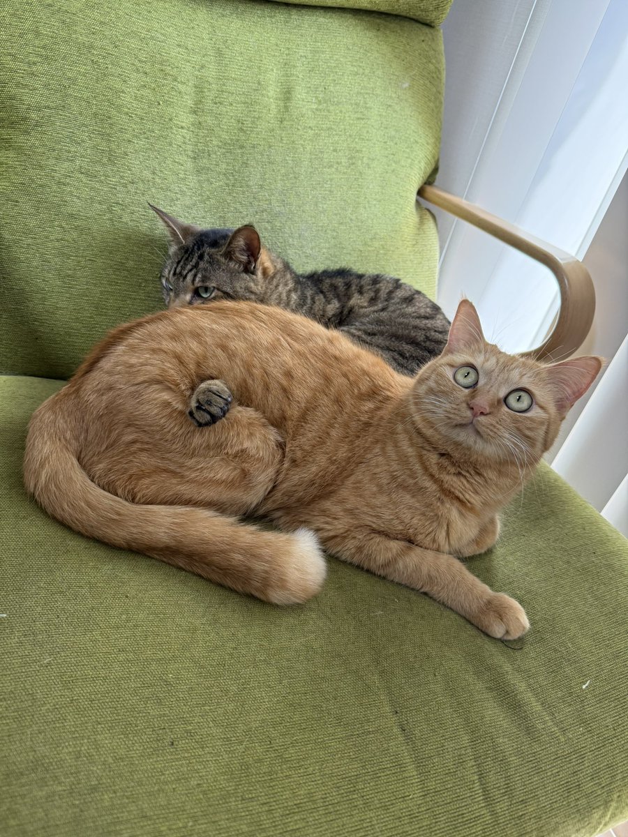 すずロー tweet media