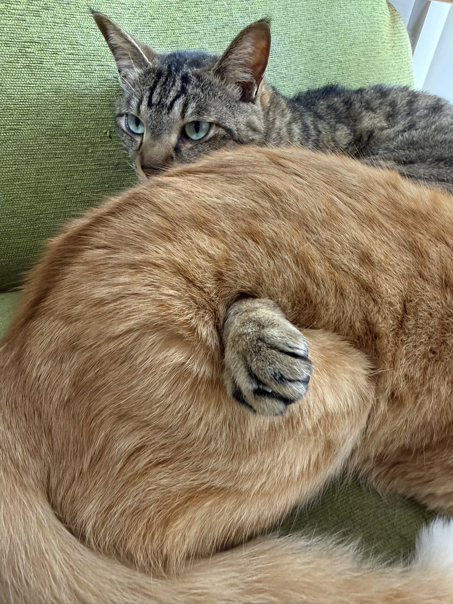 すずロー tweet media