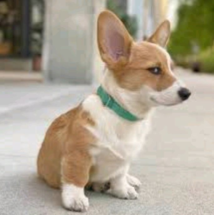 King Idolo tweet media