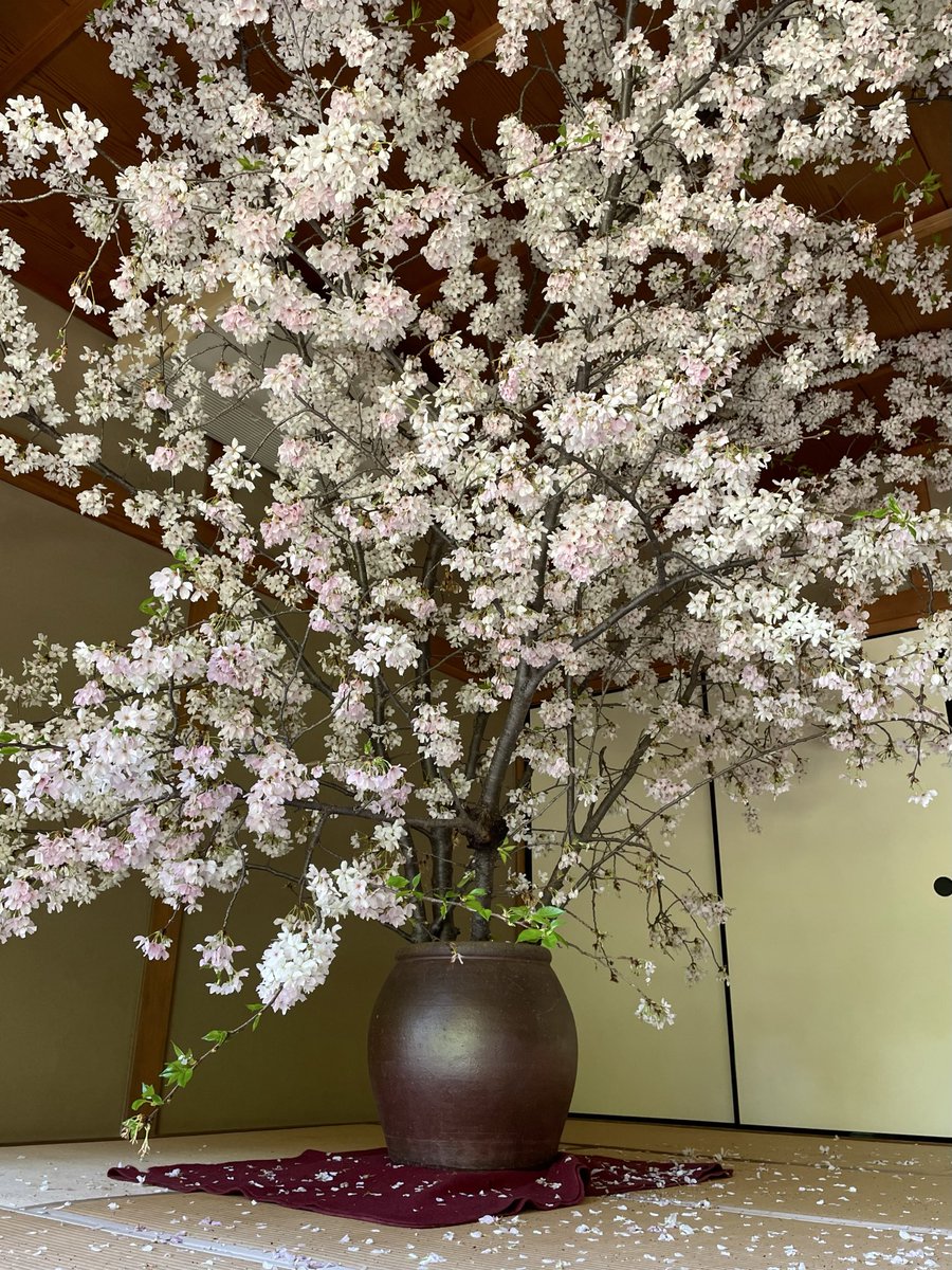 たろす tweet media