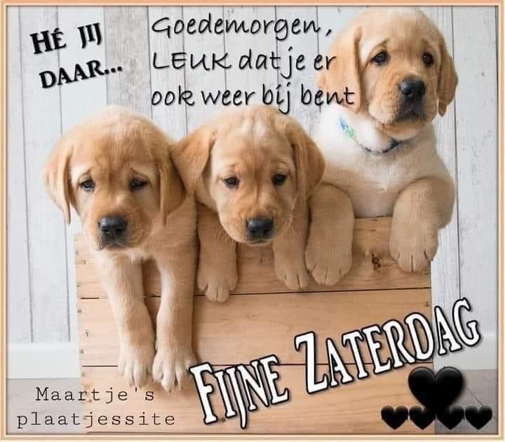 🌞Henk🏖 tweet media