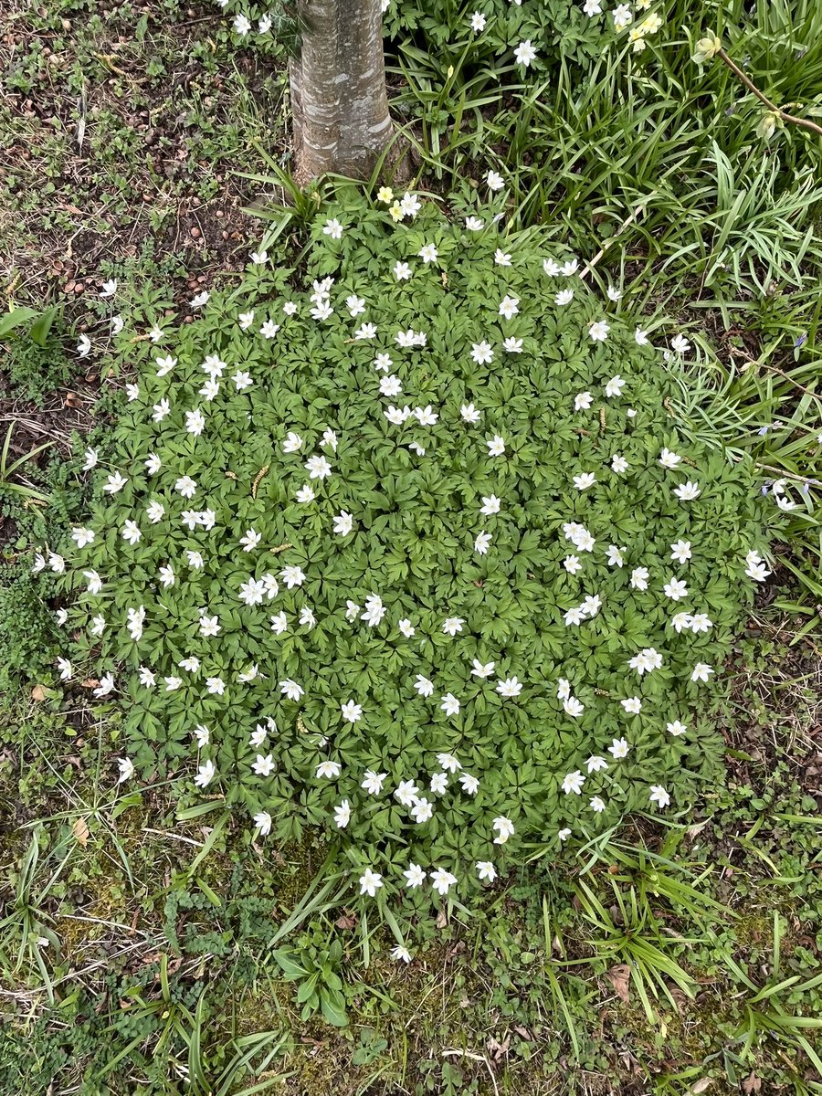 DuncanWestbury's tweet photo. An ancient woodland indicator, Wood anemone. Why? Because it mainly grows vegetatively and spreads slowly. Every year I take a photo of this same patch. Photos below from 2026, 2023 &amp; 2017 @BSBIbotany @LGSpace @WoodlandTrust @BiodiversitySoS @blue_campaign1 https://t.co/RjZipXcESe