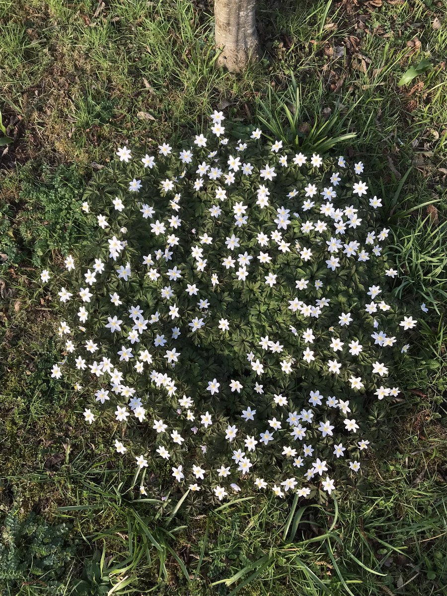 DuncanWestbury's tweet photo. An ancient woodland indicator, Wood anemone. Why? Because it mainly grows vegetatively and spreads slowly. Every year I take a photo of this same patch. Photos below from 2026, 2023 &amp; 2017 @BSBIbotany @LGSpace @WoodlandTrust @BiodiversitySoS @blue_campaign1 https://t.co/RjZipXcESe