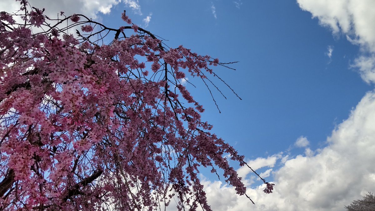 PEPE-PIPI tweet media