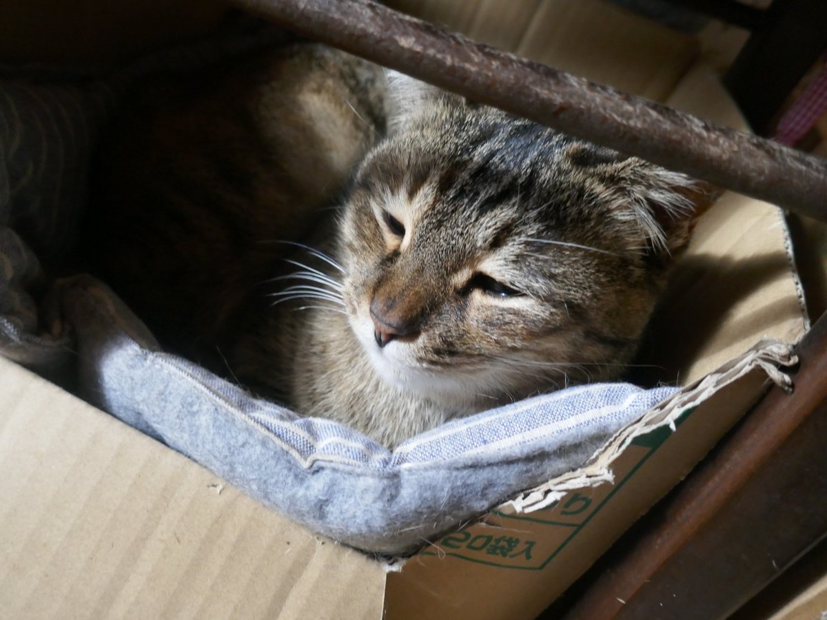 ⭐️猫幸せの会⭐️ フックです。 さびねこです。 ＃猫のいる暮らし ＃猫のいるしあわせ