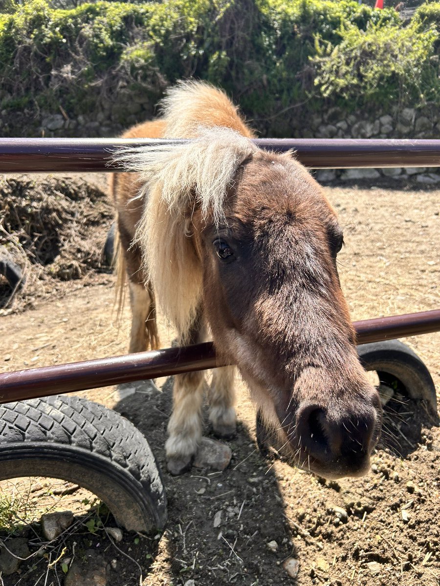 esrobin218's tweet photo. 美味しい卵かけご飯と
可愛い動物たちに
大満足♡ https://t.co/qOOvEyIXpZ