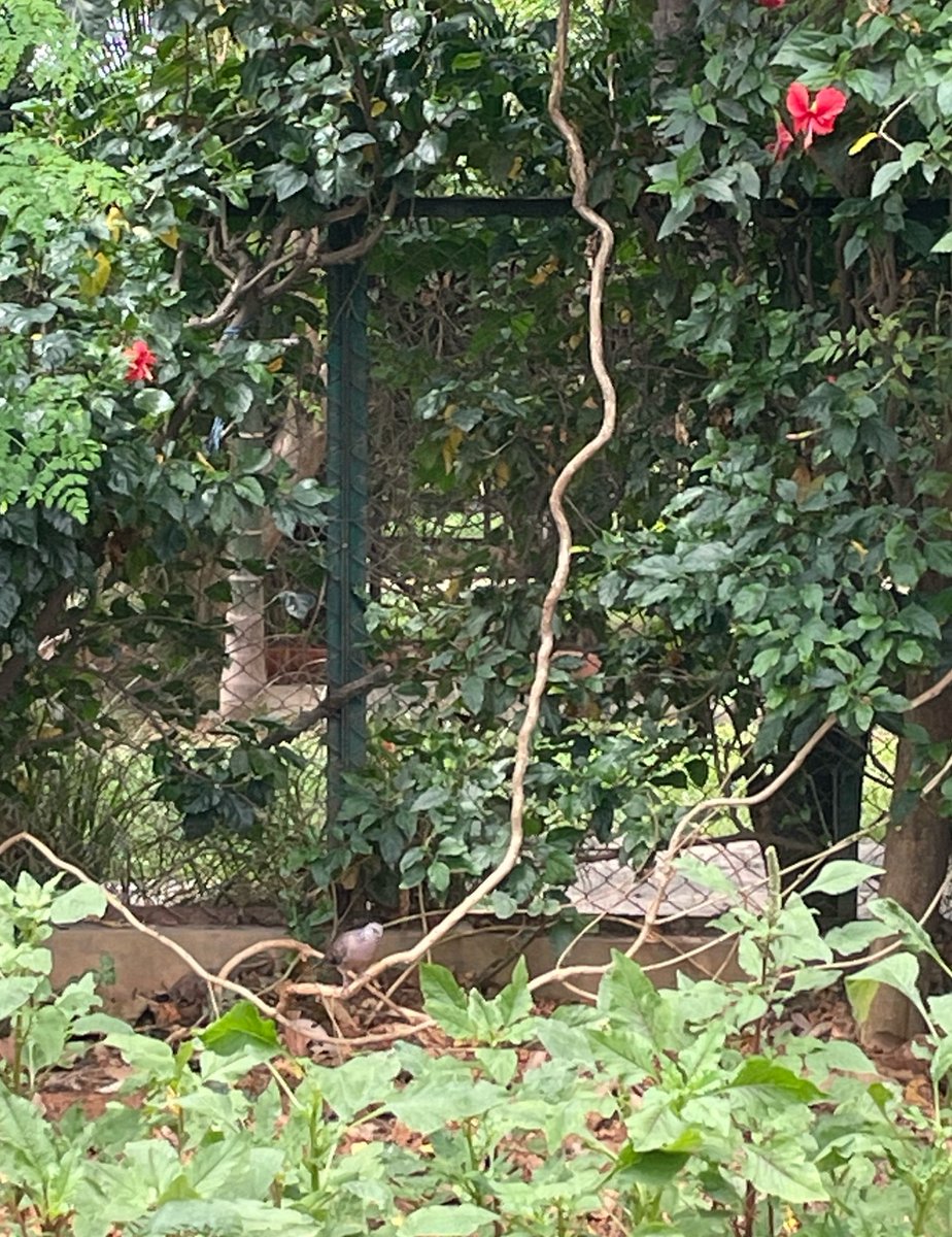 TeaScientist tweet media