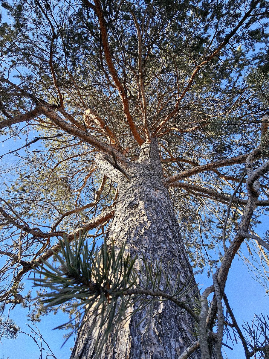 strom_tuula's tweet image. GM ☀️
#trees #NatureBeauty