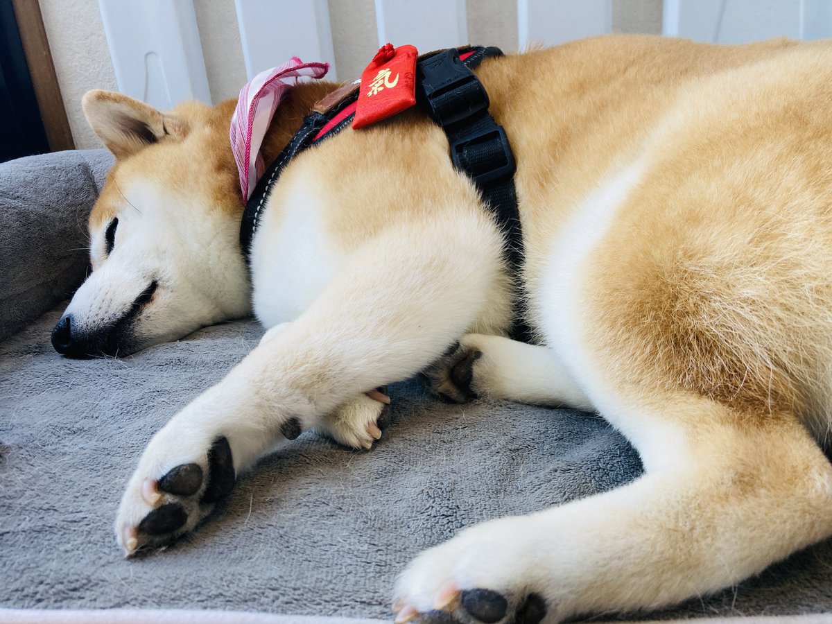 白/10do tweet media