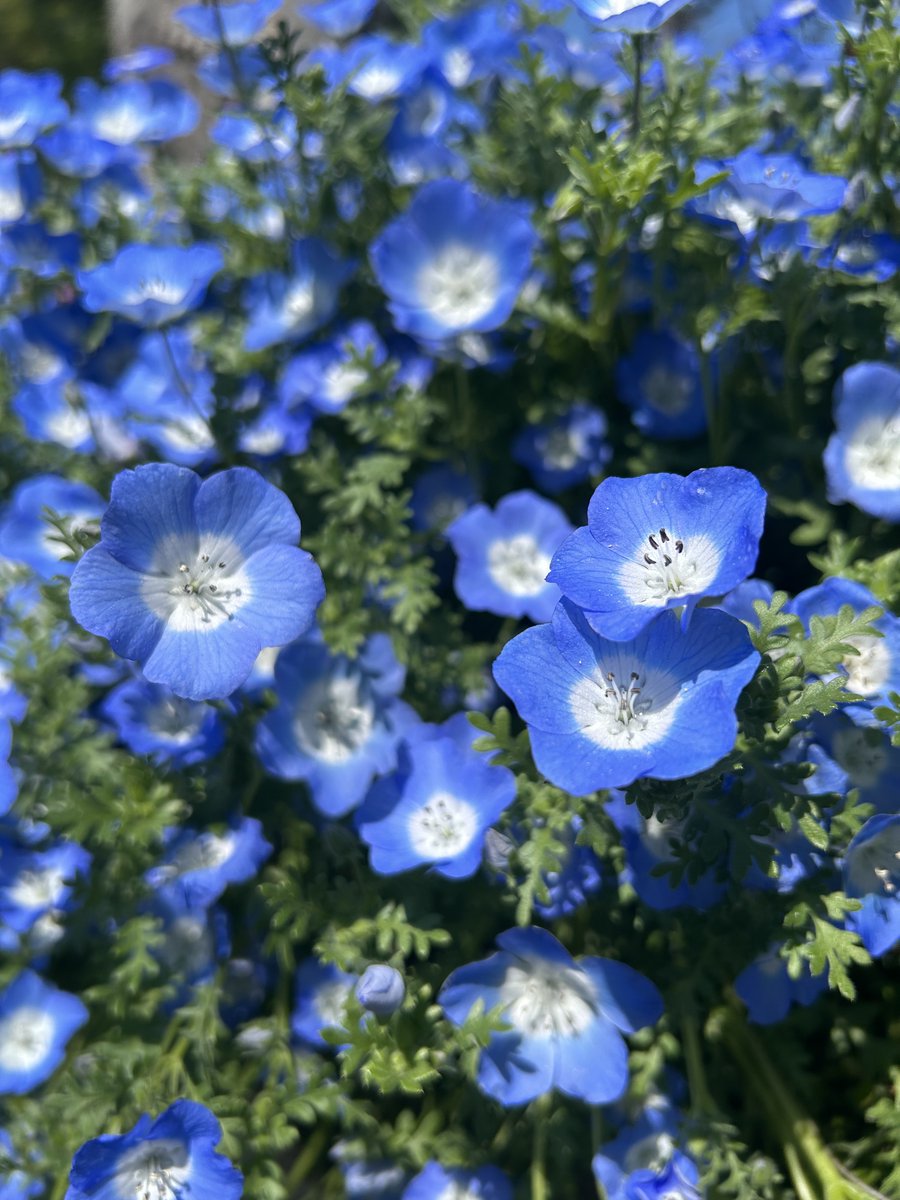 SSMP_TOKYO's tweet image. 🧺🍾🍹🥪 シーズン ✧*｡

リリィ
#SSMP
#picnic