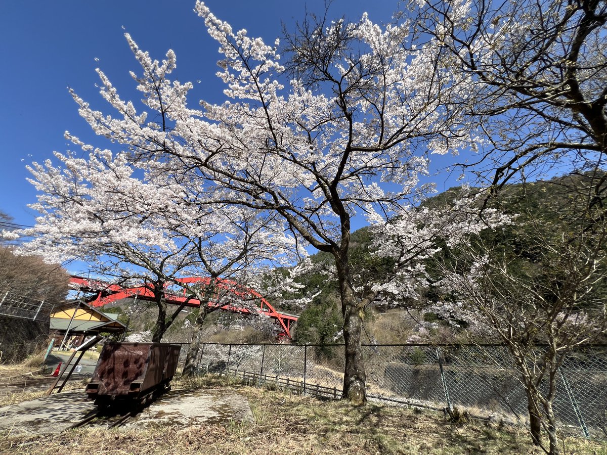Asio_Coppermine's tweet photo. 足尾の桜は満開となっています。
綺麗な写真を撮りに、
足尾を訪れてみるのはいかがですか。

#足尾
#桜 https://t.co/LKMseOHM0b